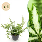 2× Pteris cretica Albolineata (bregnen Pteris) i grå Potter-pyntepotte – Ø12 cm, 20 cm høj