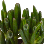 Crassula-mix (jadeplante) i terrakottakrukke – Ø9 cm, 18 cm høj