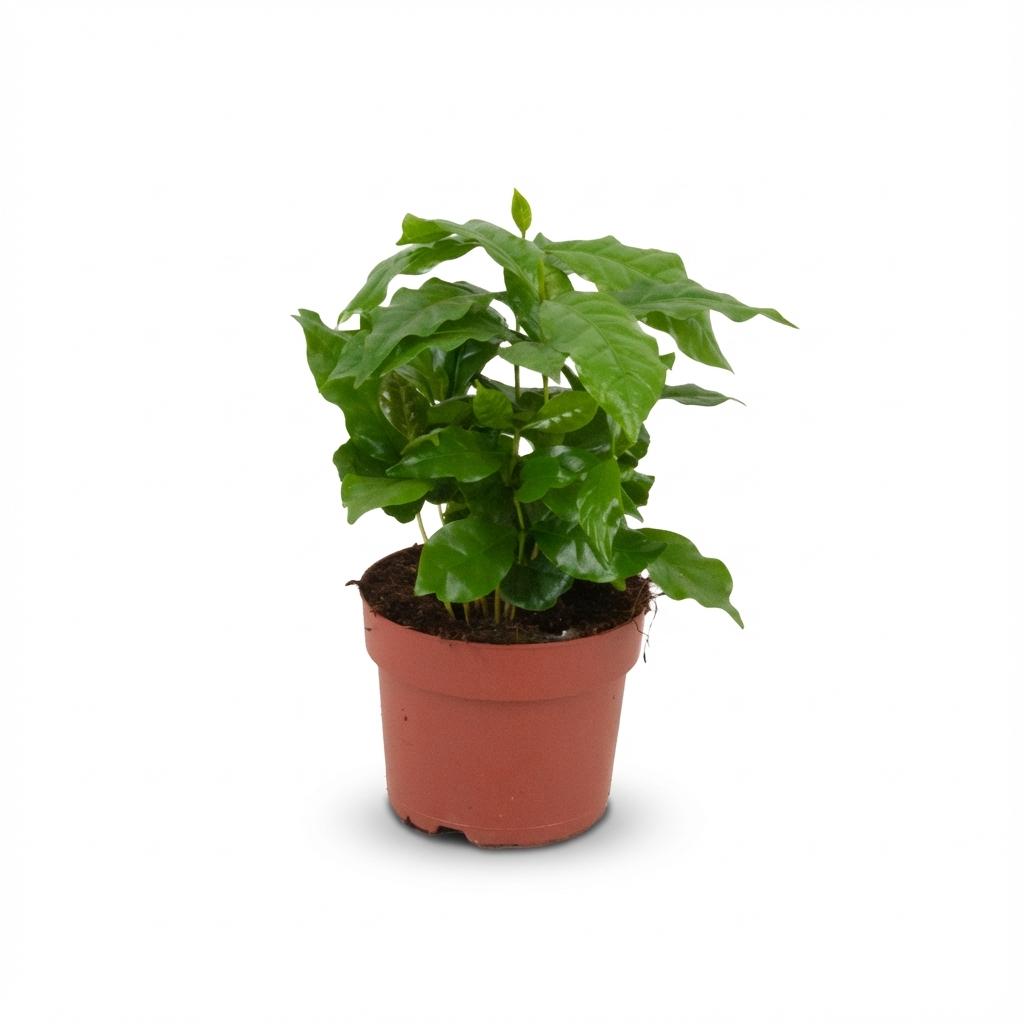 Coffea arabica (koffieplant) – Ø12 cm, 15–20 cm hoog