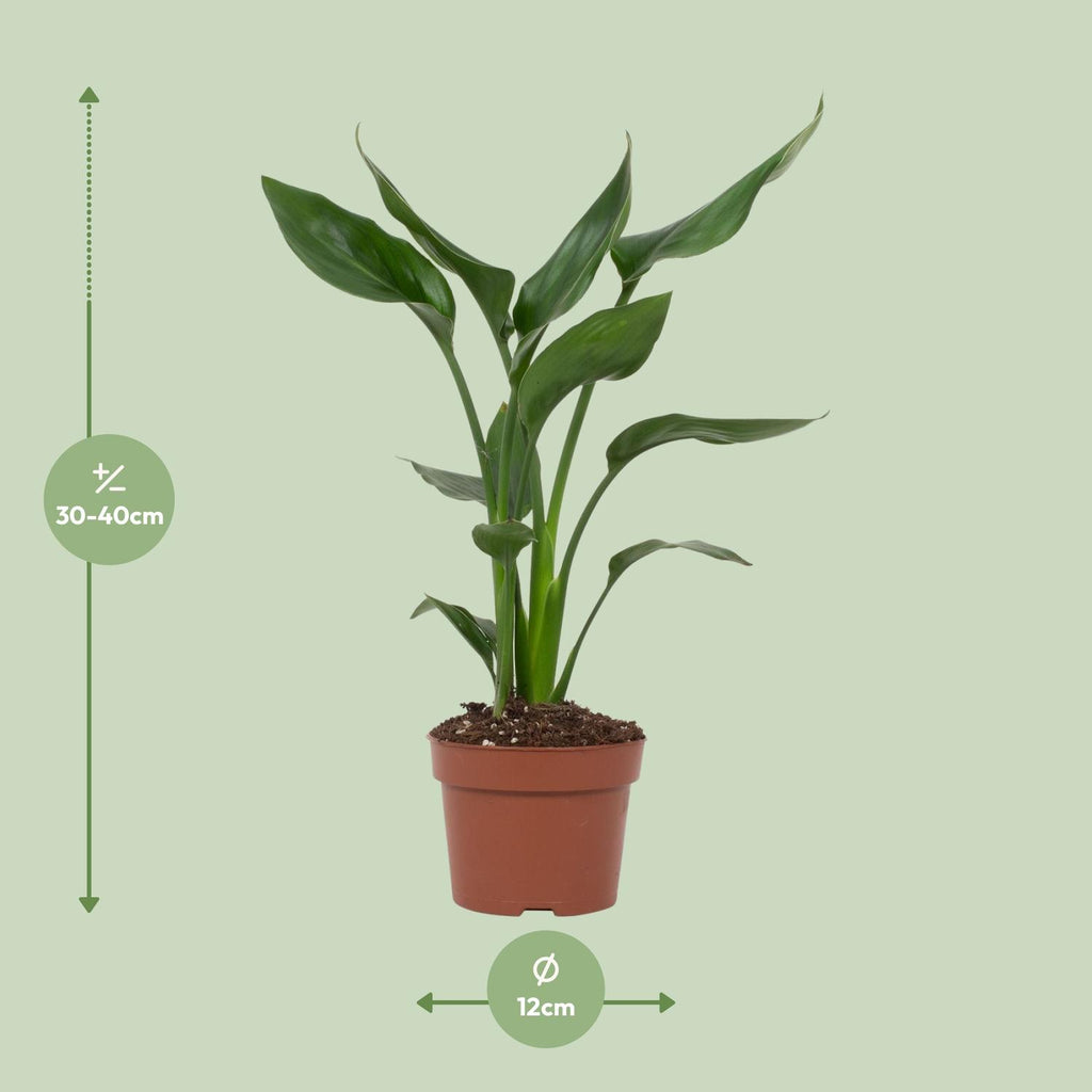 Strelitzia reginae (Paradiesvogelblume) – Ø 12 cm, 35 cm hoch – reginae