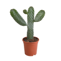 Opuntia consulea (cactus coussin) sans pot décoratif – Ø17 cm, 17 cm de haut
