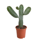 Opuntia consulea (cactus coussin) sans pot décoratif – Ø17 cm, 17 cm de haut