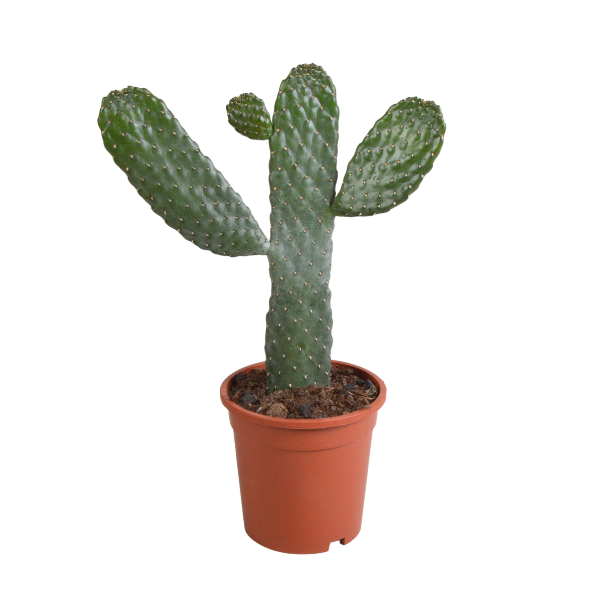Opuntia consulea (cactus coussin) sans pot décoratif – Ø17 cm, 17 cm de haut