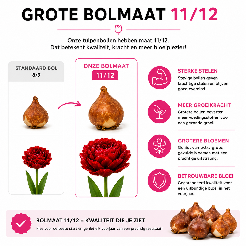 Tulipe 'Bombastic Red' – 20 bulbes (calibre 11/12)