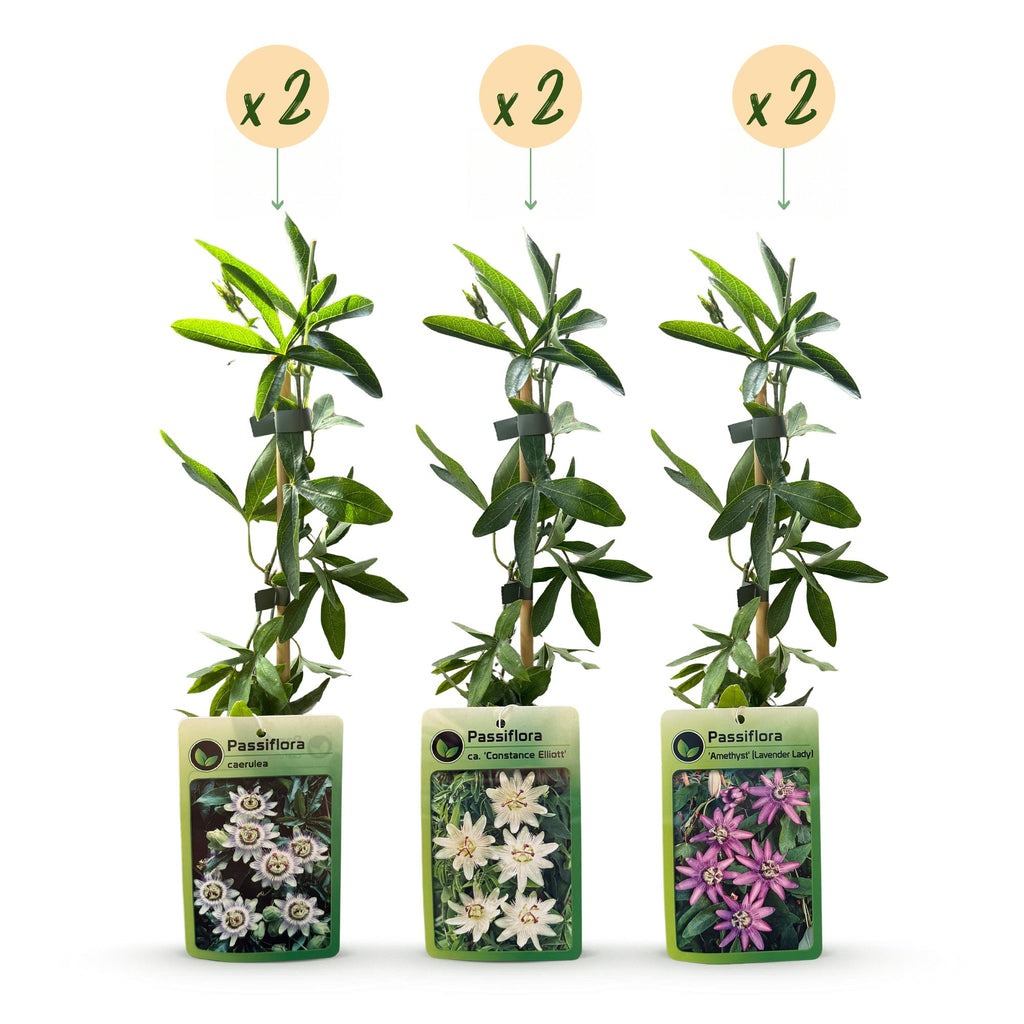 Passiflora 'Tricolour' (passiflore tricolore) – blanc-violet-rose – 6 plantes, Ø9 cm, 35 cm de haut – photo 2