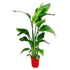 Strelitzia nicolai (vit paradisfågelblomma) – Ø17 cm, 70 cm hög – cm
