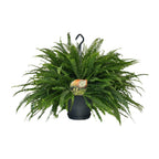 Nephrolepis Green Lady (sværdbregne) – Ø20 cm, 60 cm høj
