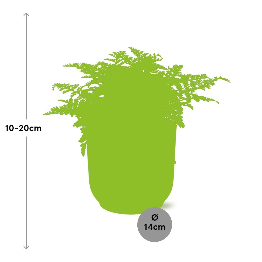 Asplenium Parvati in ELHO Vibes Fold 14cm geel (vogelnestvaren) – 25 cm hoog