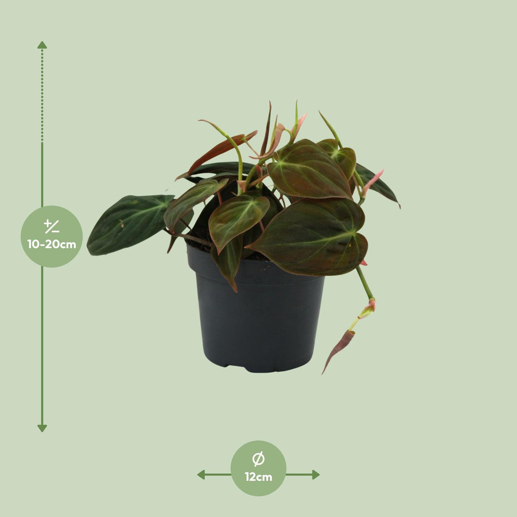 Philodendron Micans – Ø12 cm, 15 cm høj
