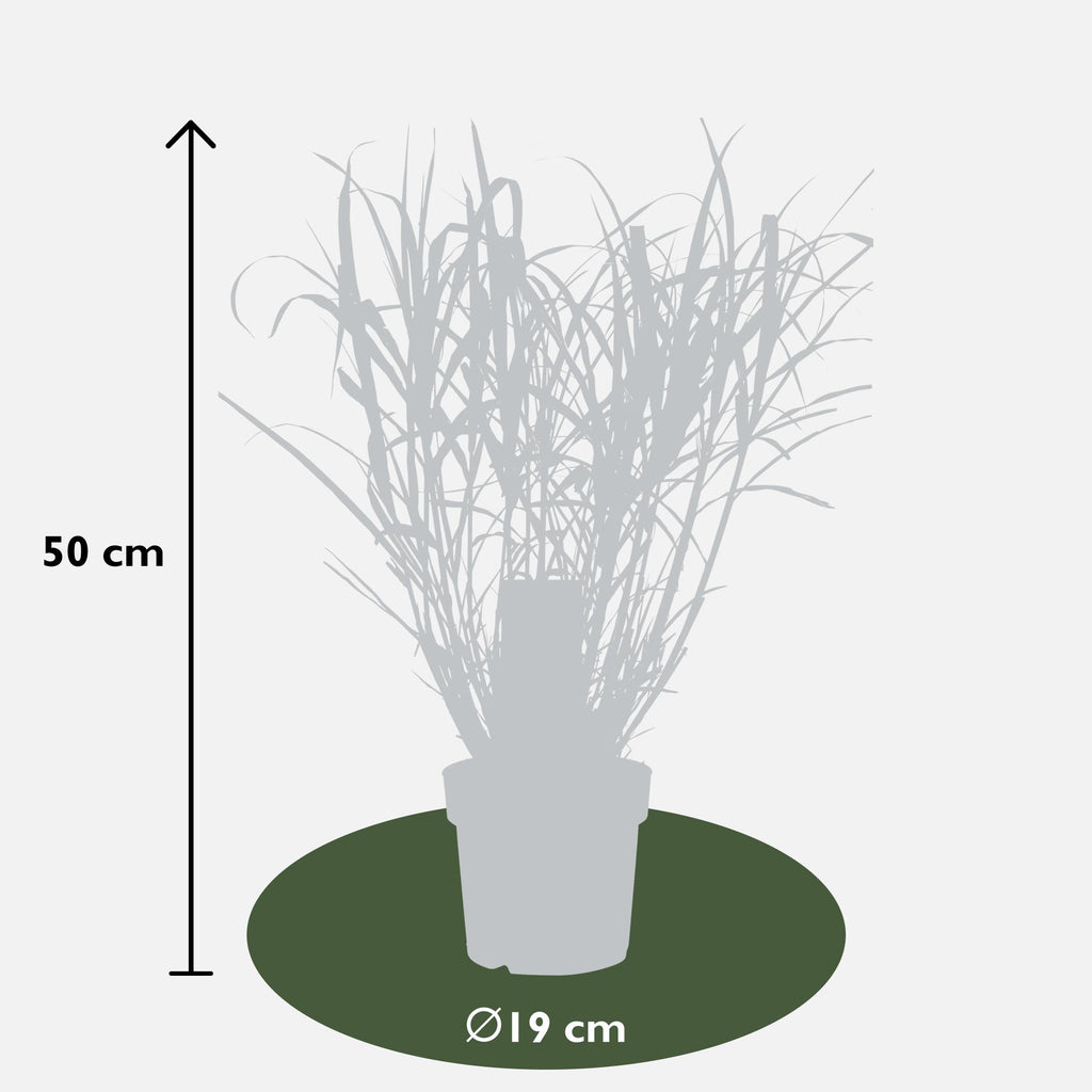 Miscanthus sinensis 'Strictus' (Japanisches Silbergras) – Ø 23 cm, 60 cm hoch – Bild 10