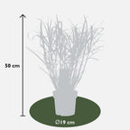 Miscanthus sinensis 'Strictus' (Japanisches Silbergras) – Ø 23 cm, 60 cm hoch