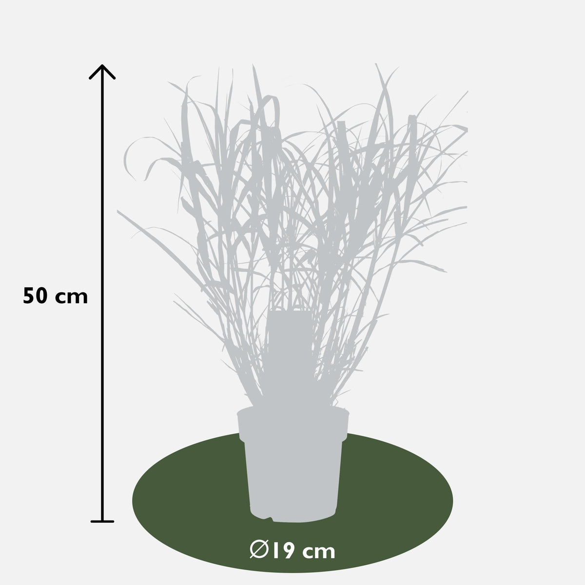 Miscanthus sinensis 'Strictus' (Japanisches Silbergras) – Ø 23 cm, 60 cm hoch – Bild 10