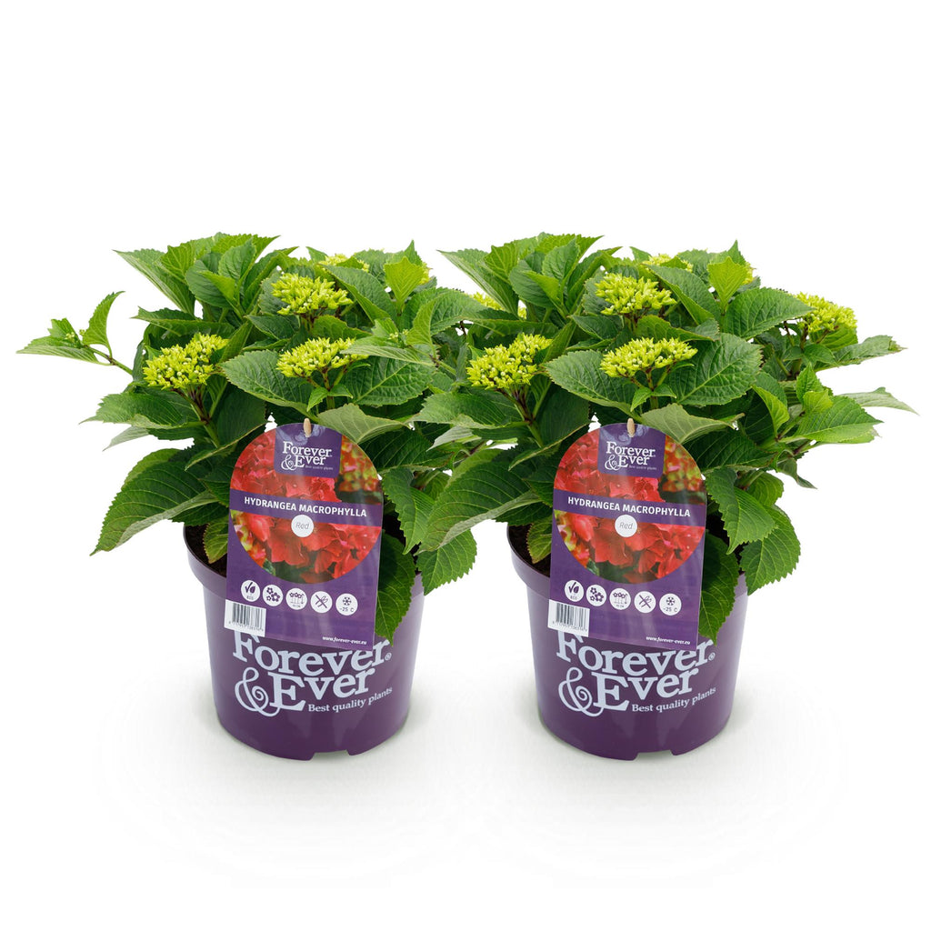 Hortensia 'Forever &amp; Ever' (hortensia) – rød – 2 planter, Ø23 cm, 55 cm høj – billede 2