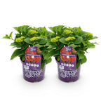 Hortensia 'Forever & Ever' (hortensia) – rød – 2 planter, Ø23 cm, 55 cm høj