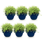Thymus praecox 'Albiflorus' (thym rampant blanc) – 6 plants, Ø11 cm, 15–25 cm de haut