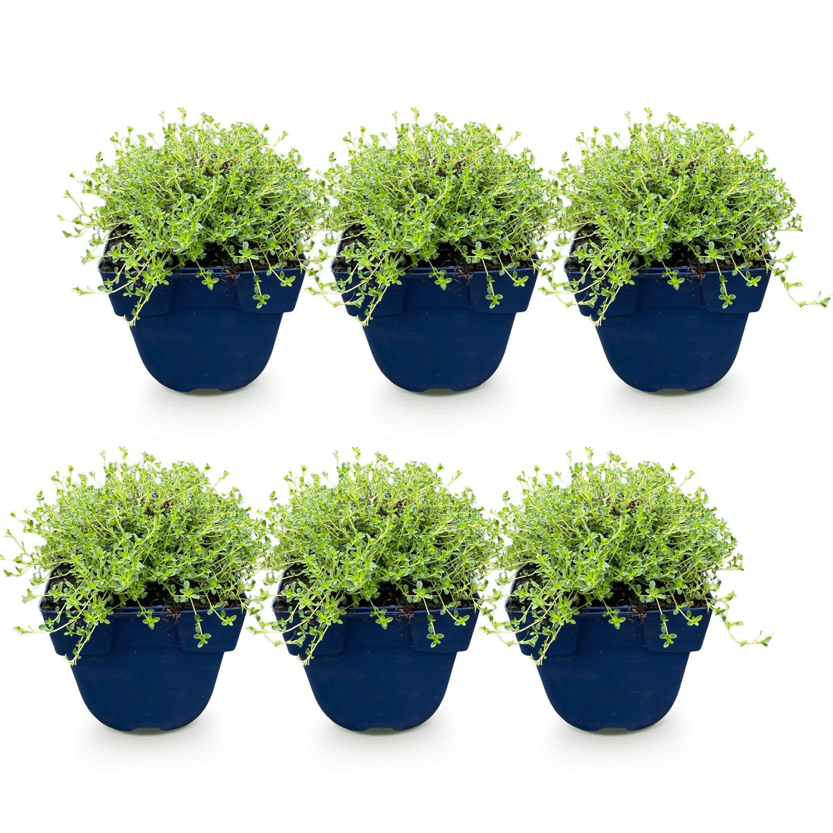 Thymus praecox 'Albiflorus' (witte kruiptijm) – 6 planten, Ø11 cm, 15–25 cm hoog