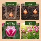 Tulp 'Mata Hari' – 24 bloembollen (bolmaat 11/12)