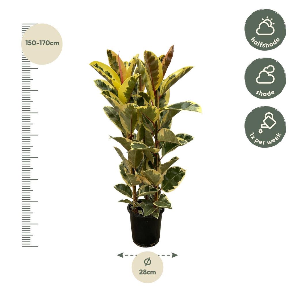 Arbuste Ficus elastica Tineke (plante caoutchouc) – Ø28 cm, 140 cm de haut