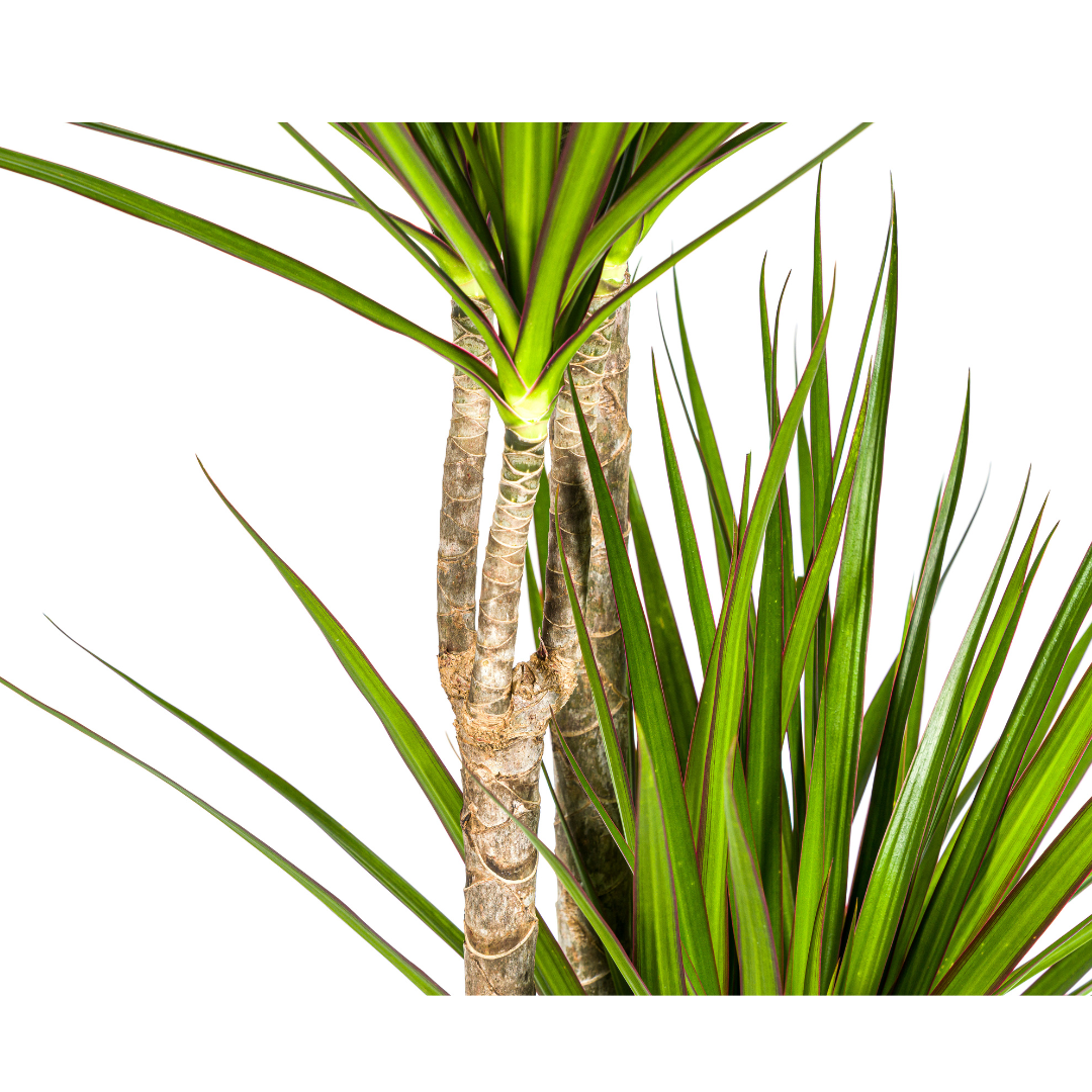 Dracaena marginata Green (drakenboom) – Ø27 cm, 170–190 cm hoog