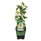 Passiflora caerulea 'Constance Elliott' (Passionsblume) – 6 Pflanzen