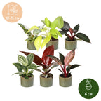 6× Philodendron nain en famille, y compris Linnea Olive – Ø 6 cm, 10 à 15 cm de haut