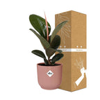 Ficus elastica ‘Robusta’ in ELHO Vibes Fold 14cm roze (rubberplant) – 35 cm hoog