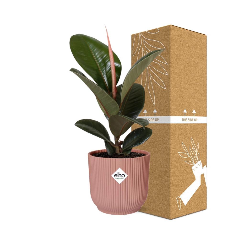 Ficus elastica ‘Robusta’ in ELHO Vibes Fold 14cm roze (rubberplant) – 35 cm hoog