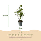 Ligustrum ovalifolium 'Aureum' (golden privet) – 8 plants, Ø9 cm, 35–45 cm high