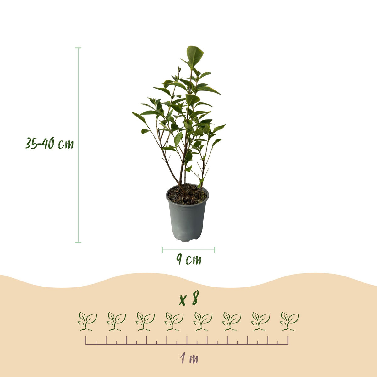 Ligustrum ovalifolium 'Aureum' (golden privet) – 8 plants, Ø9 cm, 35–45 cm high – photo 3