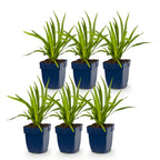 Liatris spicata (liatris) – violet – 6 plantes, Ø11 cm, 15–25 cm de haut