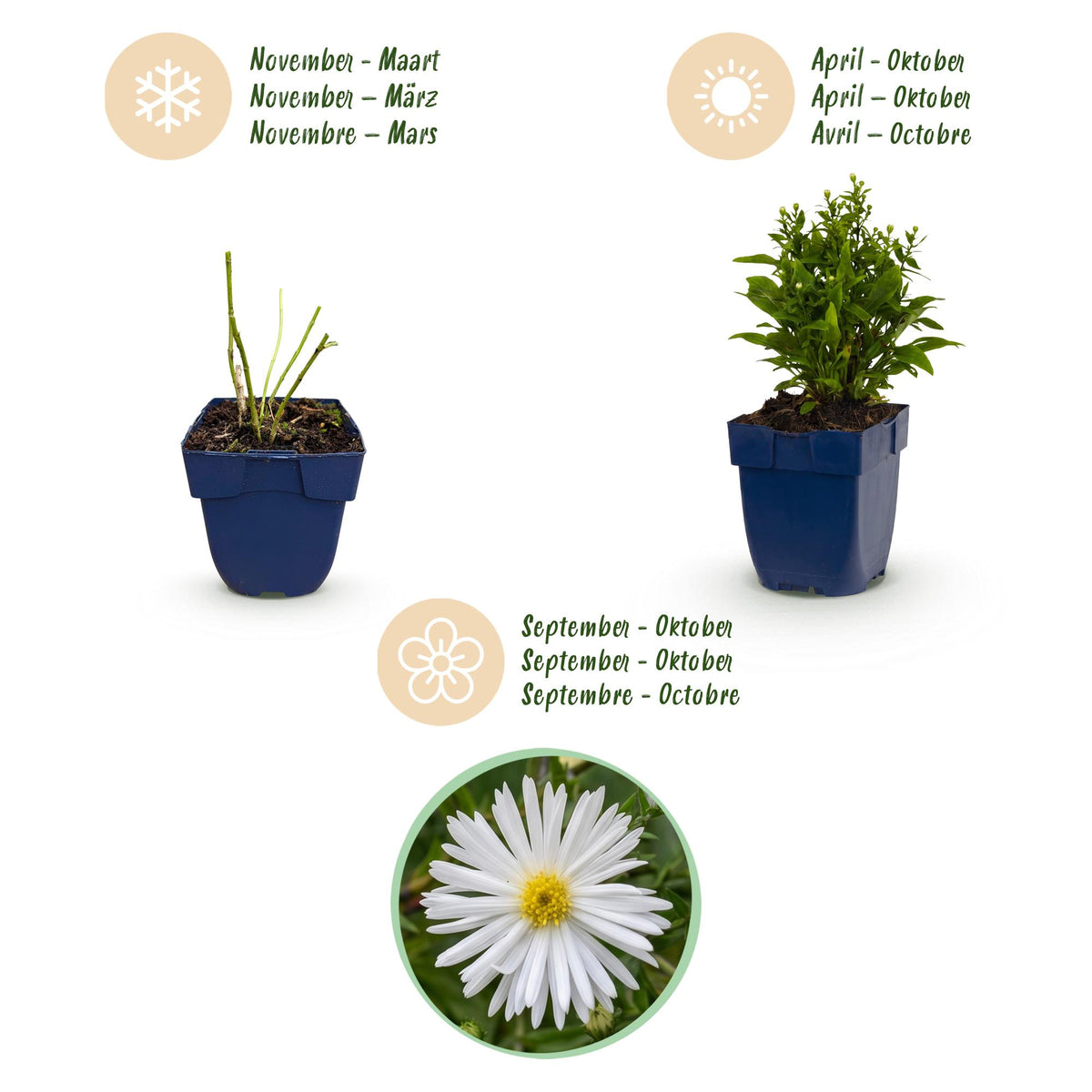 Aster 'Schneekissen' – blanc – Ø11 cm, 15–25 cm de haut – photo 4