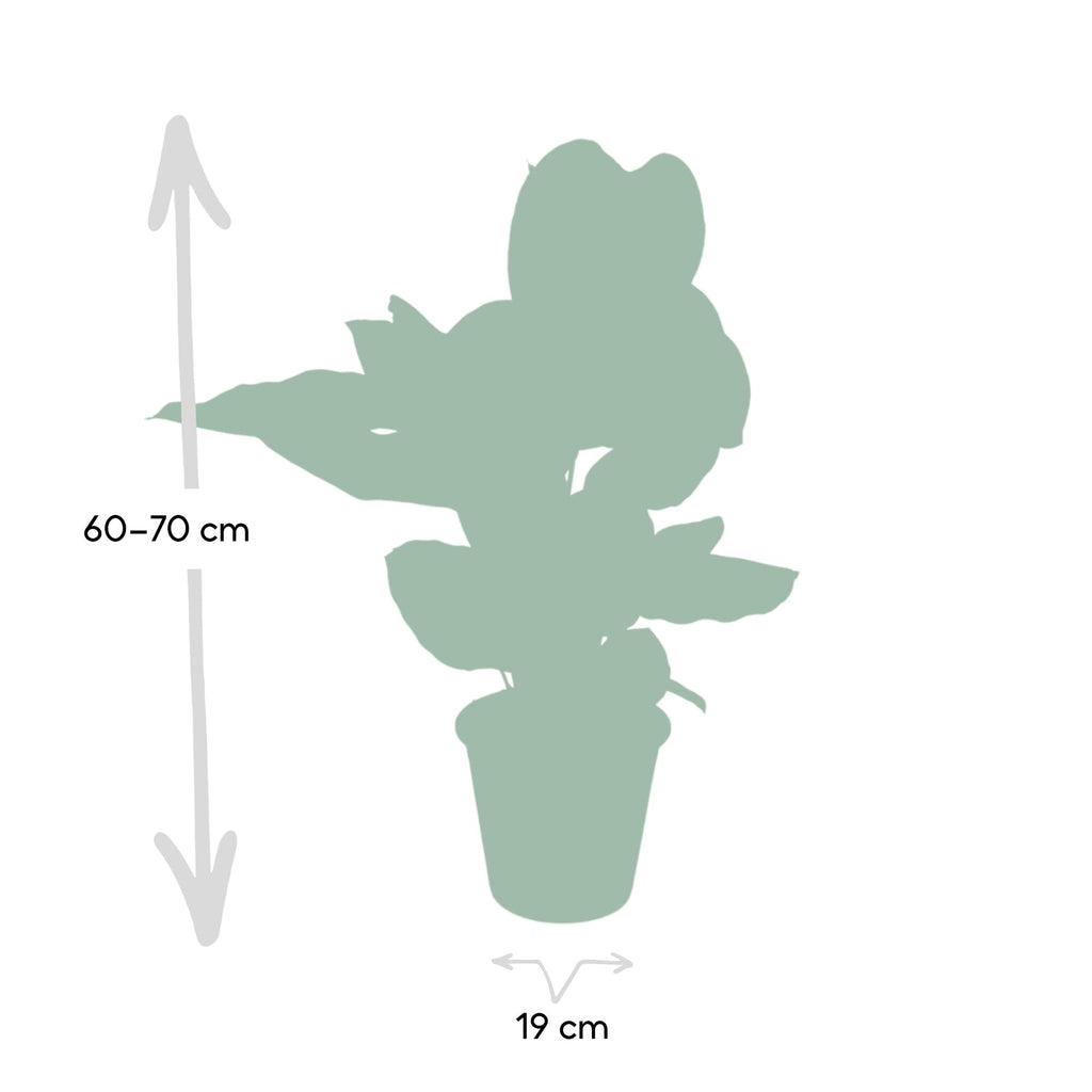 Calathea Ornata – Ø19 cm, 75 cm høj