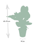 Calathea Ornata – Ø19 cm, 75 cm høj