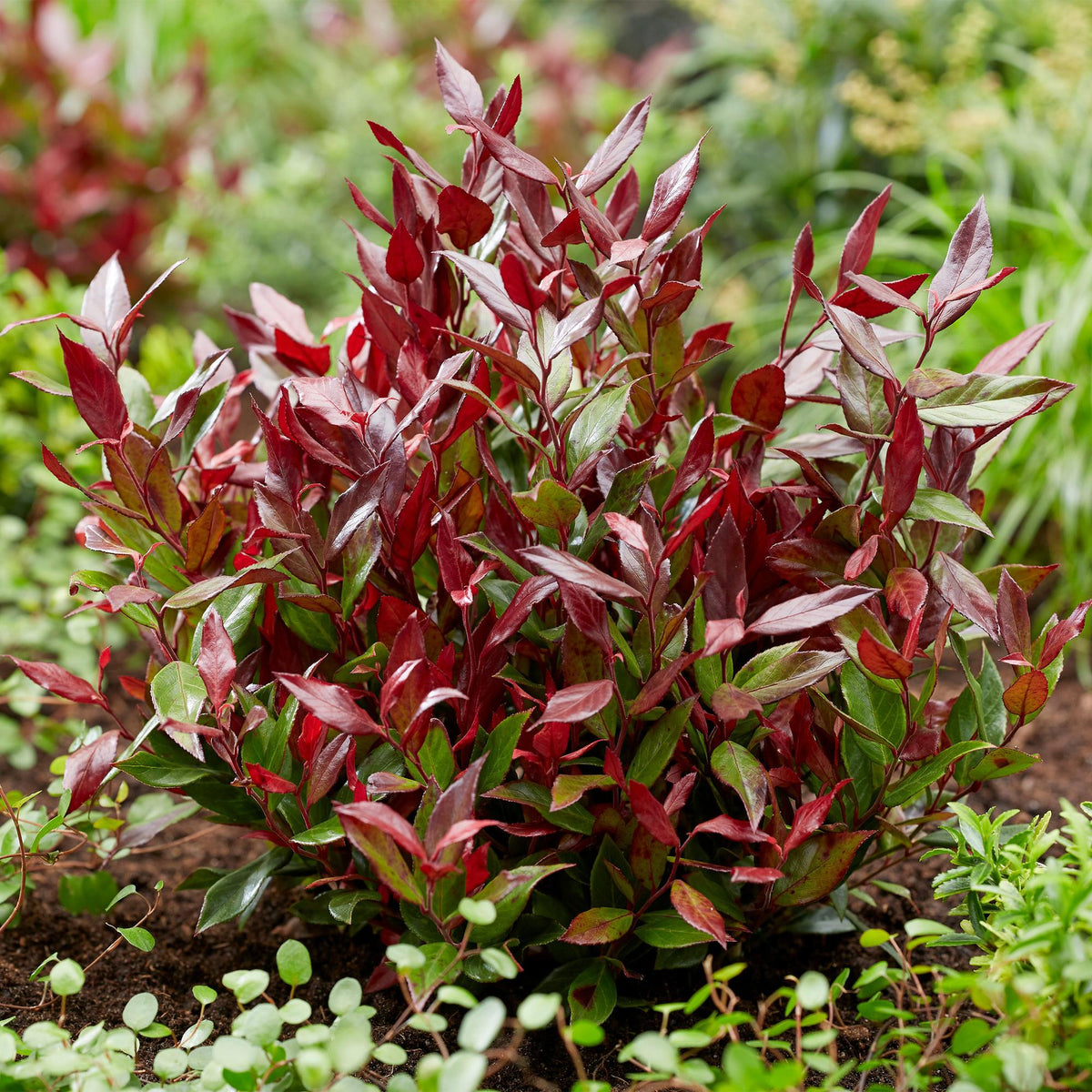 Leucothoe 'Little Flame' – rot – 2 Pflanzen, Ø 17 cm, 40 cm hoch – Bild 5