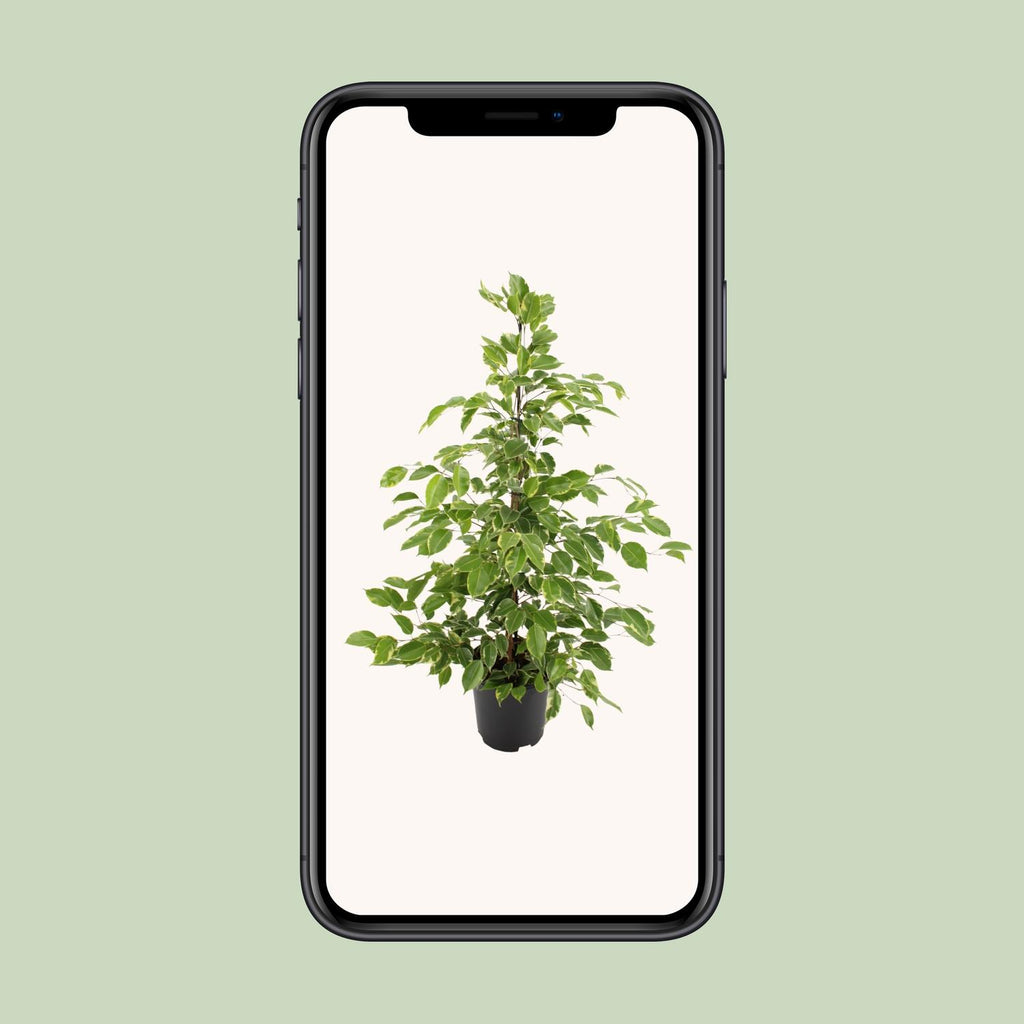 Ficus benjamina Goldenking (Weiner-Ficus) – Ø 21 cm, 95 cm hoch