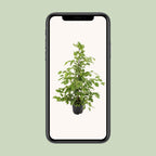 Ficus benjamina Goldenking (Weiner-Ficus) – Ø 21 cm, 95 cm hoch