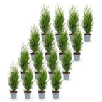 Thuja occidentalis 'Smaragd' (arbre de vie) – 16 plants, Ø9 cm, 20–30 cm de haut