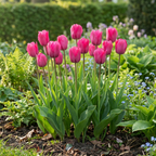 Tulpe 'Triumph Pink' – 120 Blumenzwiebeln (Zwiebelgröße 11/12)