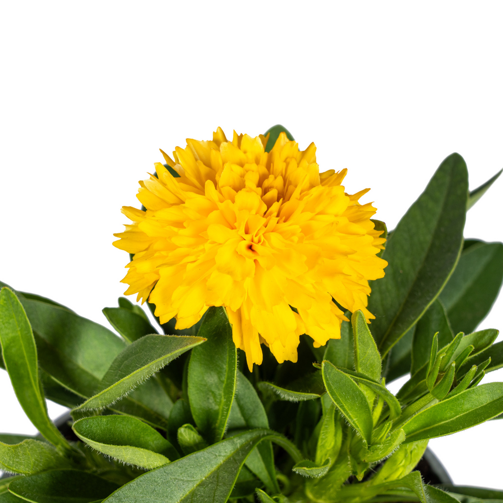 Coreopsis grandiflora (Korbblütler) – 8 Pflanzen, Ø13 cm, 25–35 cm hoch – Bild 4