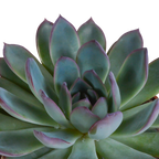 Echeveria mix – Ø11 cm, 15 cm hoog
