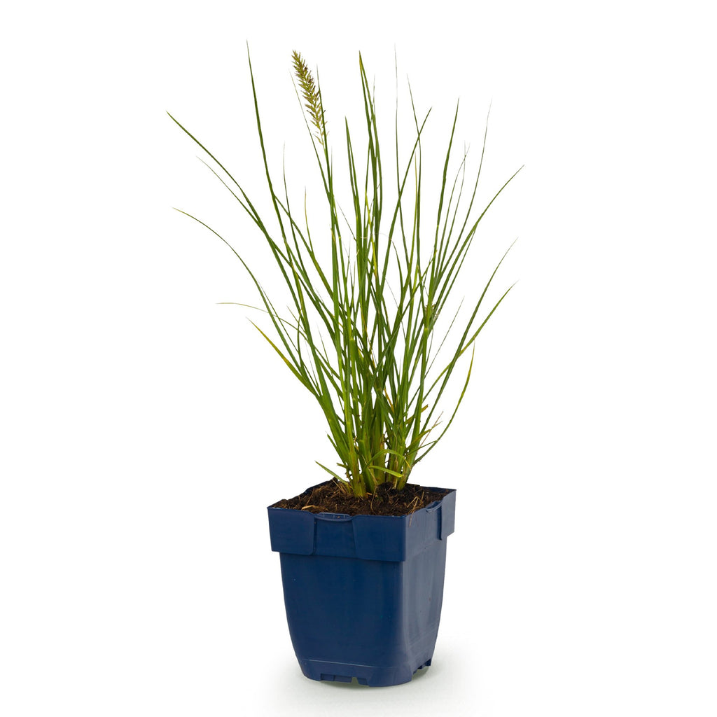Pennisetum alop. 'Little Bunny' (Lampenputzergras) – Ø11 cm, 15–25 cm hoch – Bild 2