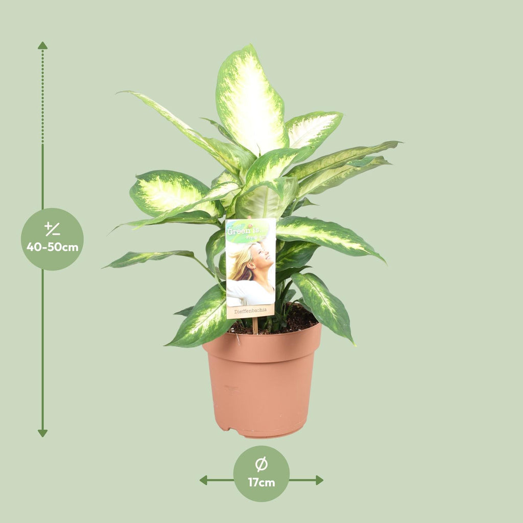 Dieffenbachia Camilla – Ø17 cm, 45 cm hoog