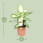 Dieffenbachia Camilla – Ø17 cm, 45 cm hoog