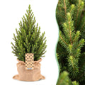 2× Picea glauca Conica (Weihnachtsbäumchen) in Jutegut – Ø19 cm, 65 cm hoch
