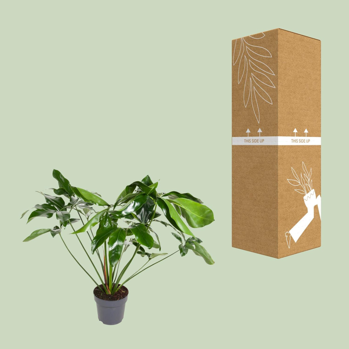 Philodendron Green Wonder – Ø 24 cm, 100 cm hoch – Bild 3