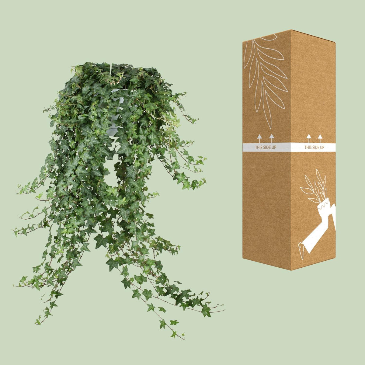Hedera Helix Pitsburg (klimop) – Ø24 cm