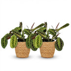 2× Maranta Fascinator Tricolour (Gebetsstaude) mit Körbchen – Ø 12 cm, 25 cm hoch