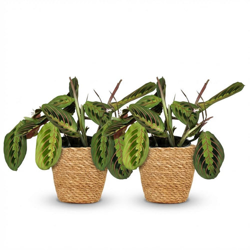 2× Maranta Fascinator Tricolour (gebedsplant) met mand – Ø12 cm, 25 cm hoog