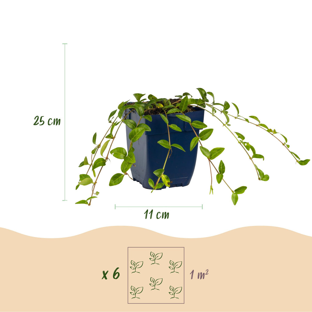 Vinca minor (Gewöhnlicher Immergrün) – blau – 6 Pflanzen, Ø 11 cm, 15–25 cm hoch – Bild 3