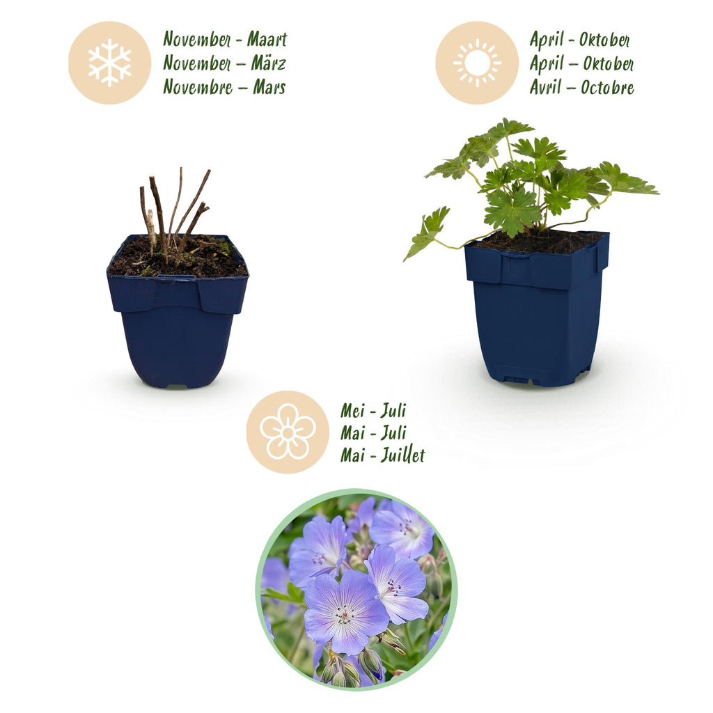 Géranium 'Rozanne' (géranium vivace) – bleu – 6 plantes, Ø11 cm, 15–25 cm de haut – photo 4